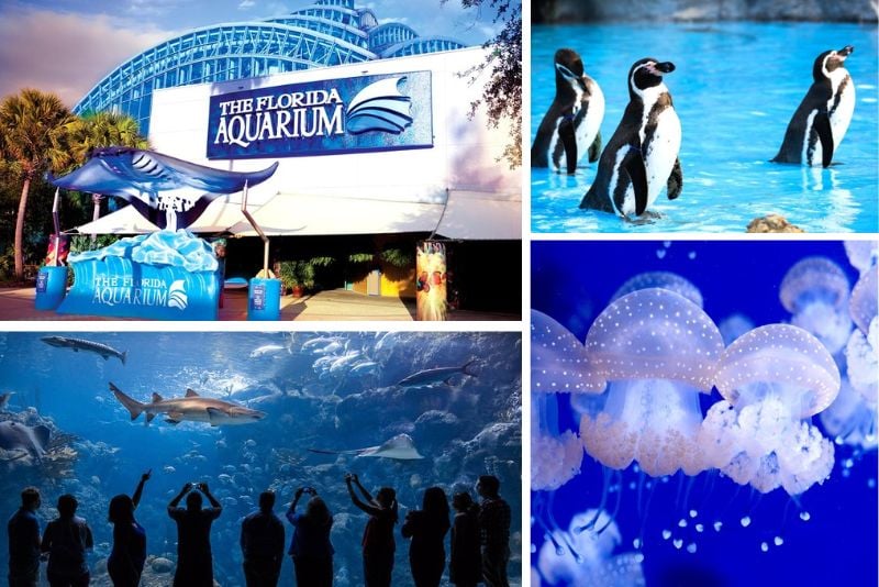 The Florida Aquarium in Tampa