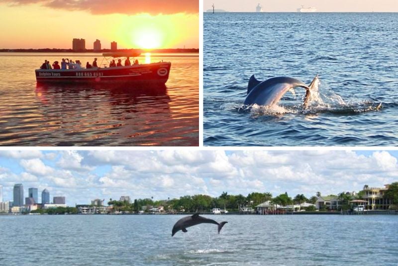 dolphin watching in Tampa, Florida