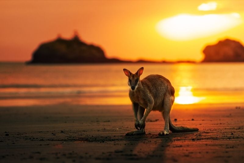 sunrise kangaroo, Cape Hillsborough