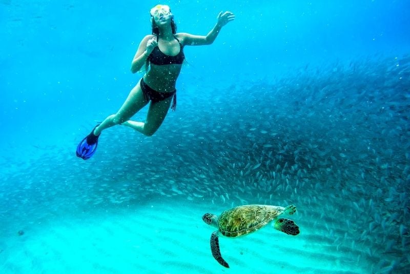 swim with turtles at Cook Island