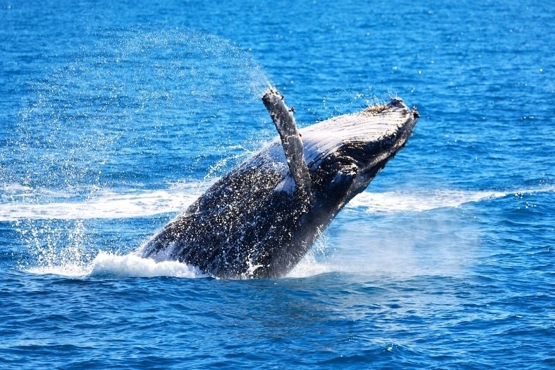 whale watching tour in Airlie Beach
