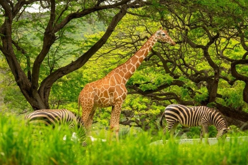 Honolulu Zoo, Oahu, Hawaii