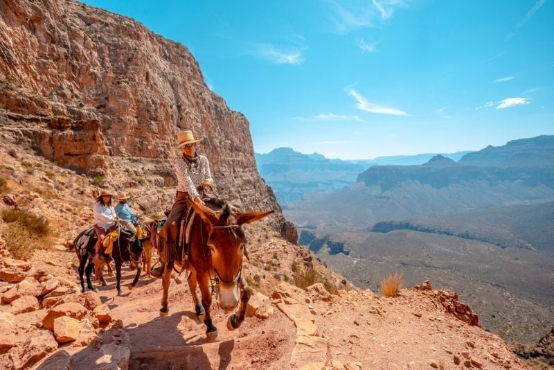 Mule Trips Grand Canyon