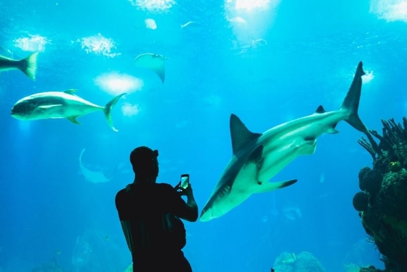 Oceanarium de Lisbonne