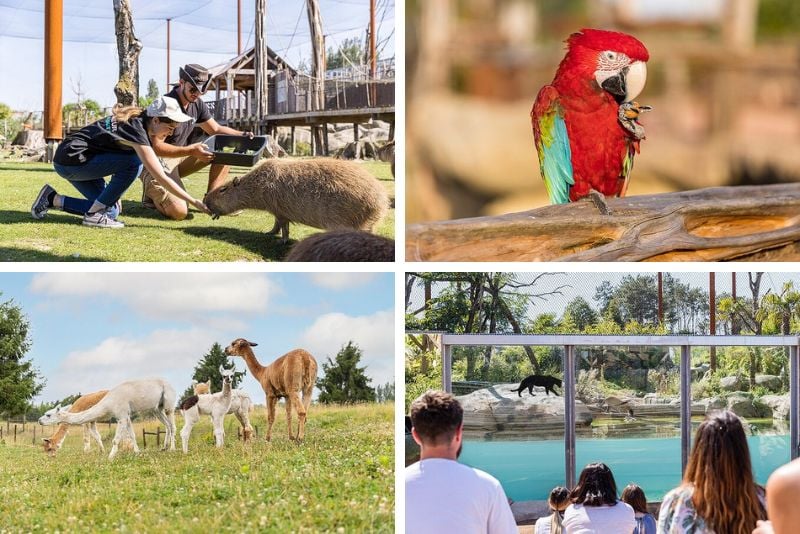 Parrot World, Paris