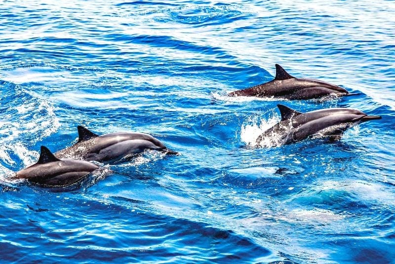 croisière d'observation des dauphins à Majorque