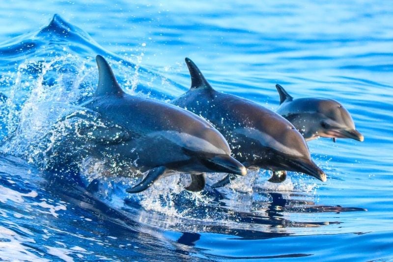 dolphin watching in Lisbon