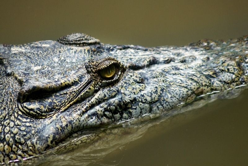 Crocodile Lake National Wildlife Refuge, Key Largo