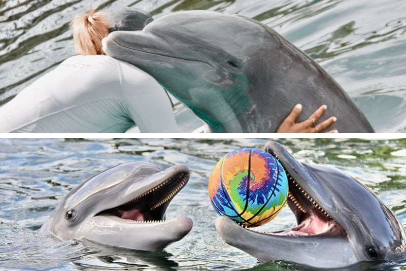 Dolphins Plus Marine Mammal Responder  in Key Largo