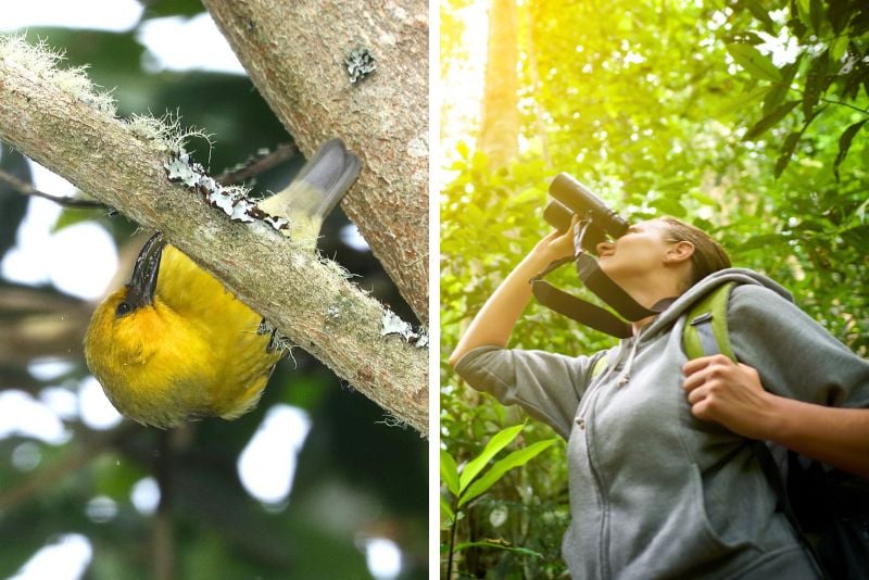 bird watching, Big Island