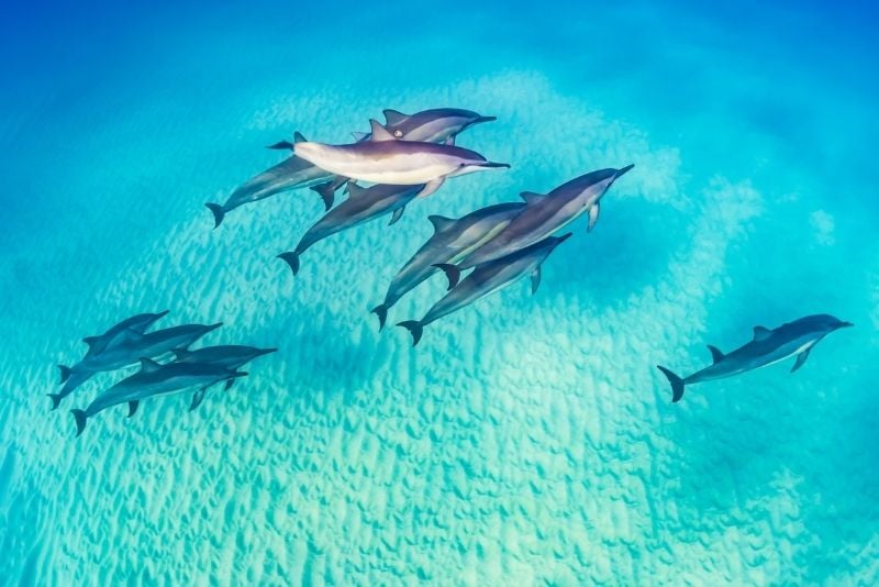 dolphin watching in Kauai