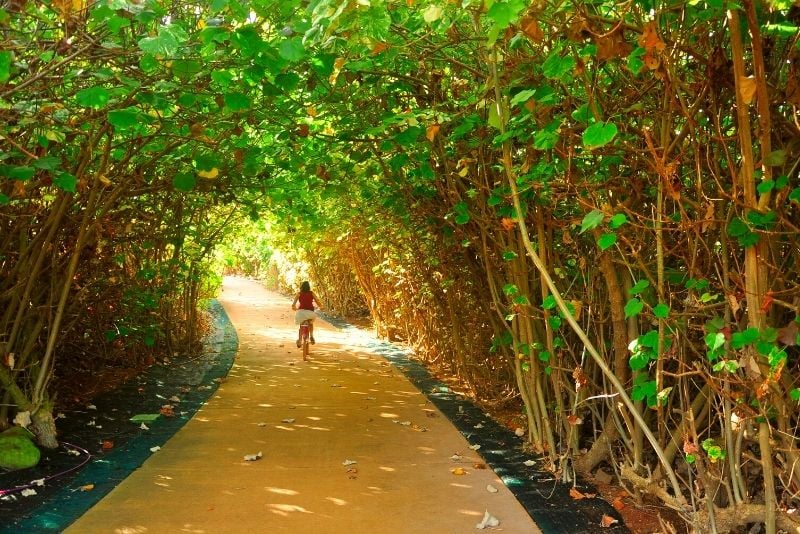 tree tunnel bike tour on the Big Island