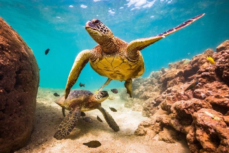 turtles diving in Kauai