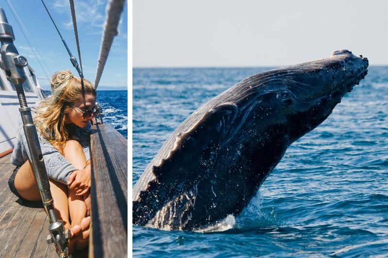 whale watching, Big Island