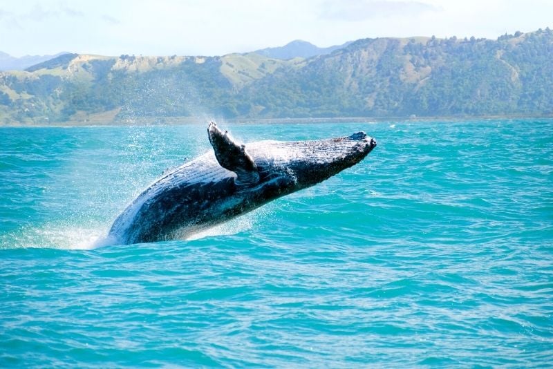 whale watching, Big Island