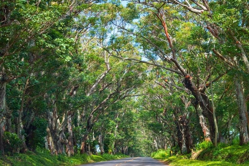 Maliuhi Road, Kauai, Hawaii