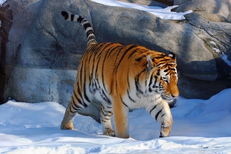 tiger at Toronto Zoo
