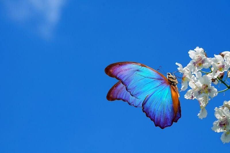 butterfly in Humber Bay Park East