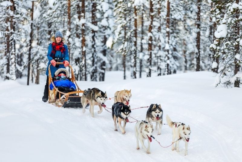 dog sledding in Toronto