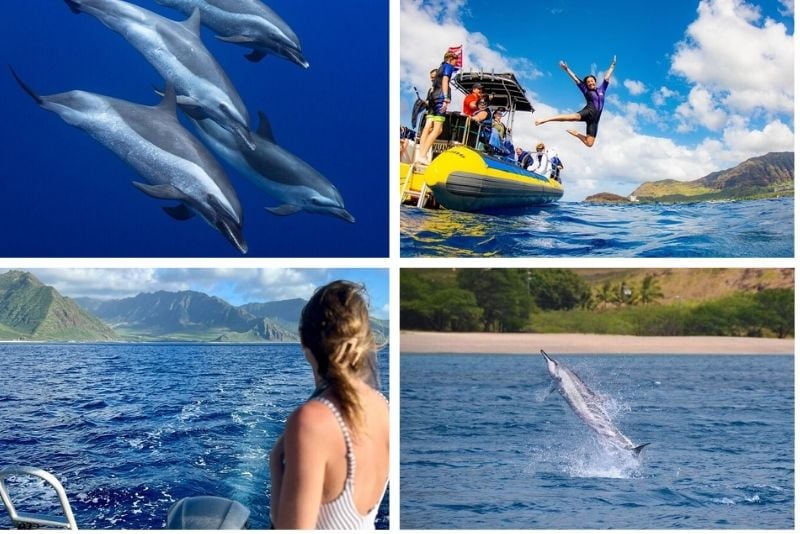 dolphin watching in Oahu