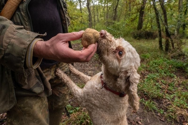 caccia al tartufo a Praga