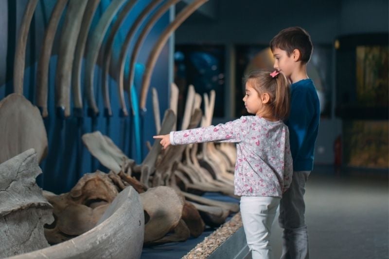 Wale von Island Museum, Island
