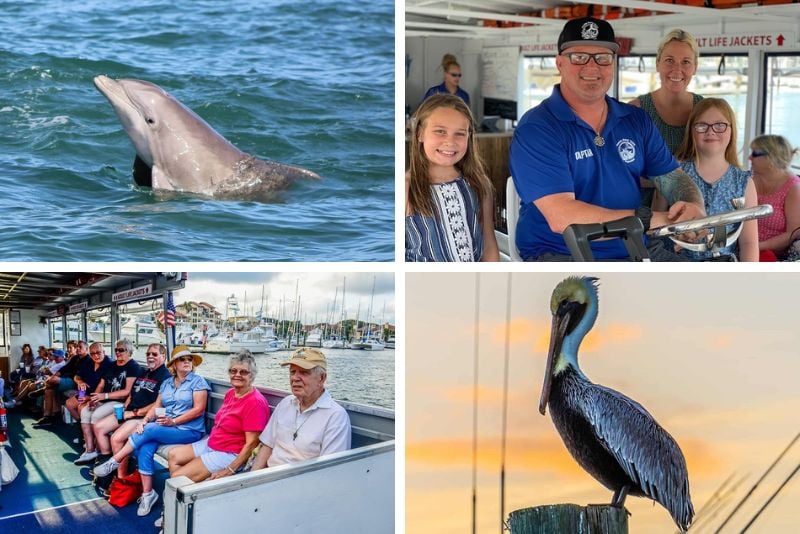 dolphin watching in St. Augustine