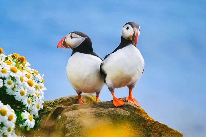 puffins watching in Iceland