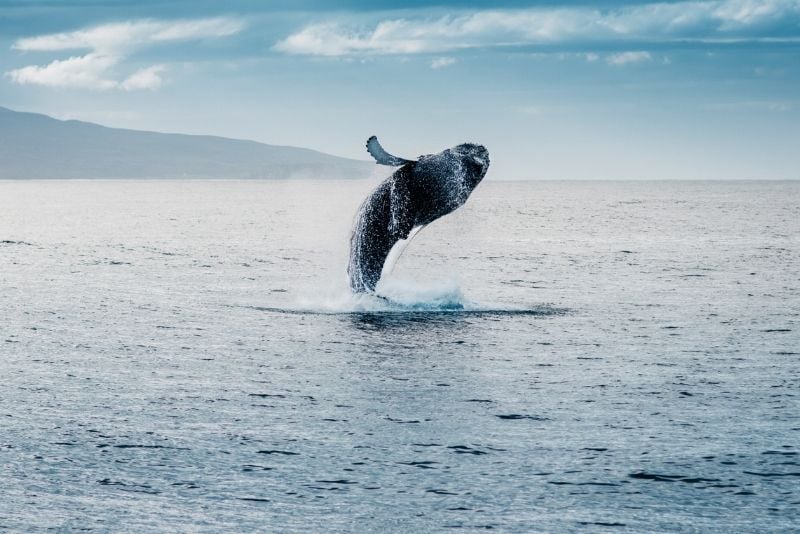 whale watching in Iceland