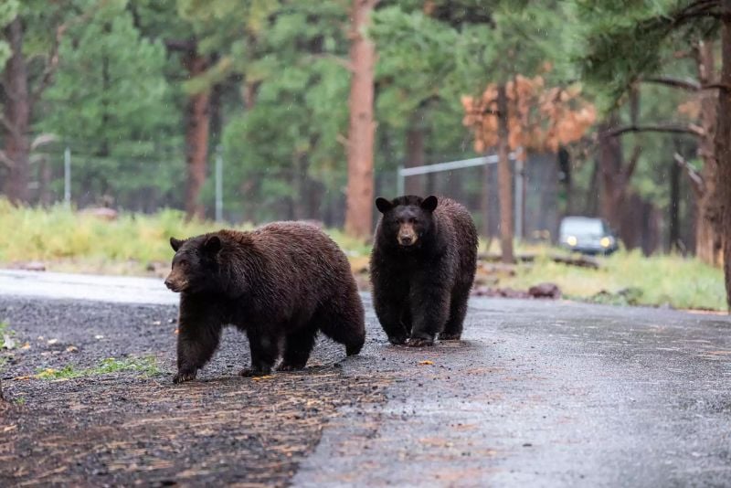 Bearizona Wildlife Park, Sedona