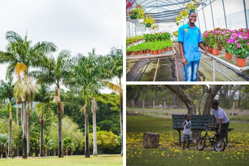 Hope Botanical Gardens in Jamaica