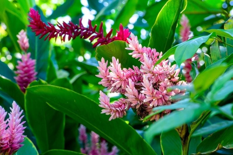 Jardín Botánico de la UPR, San Juan