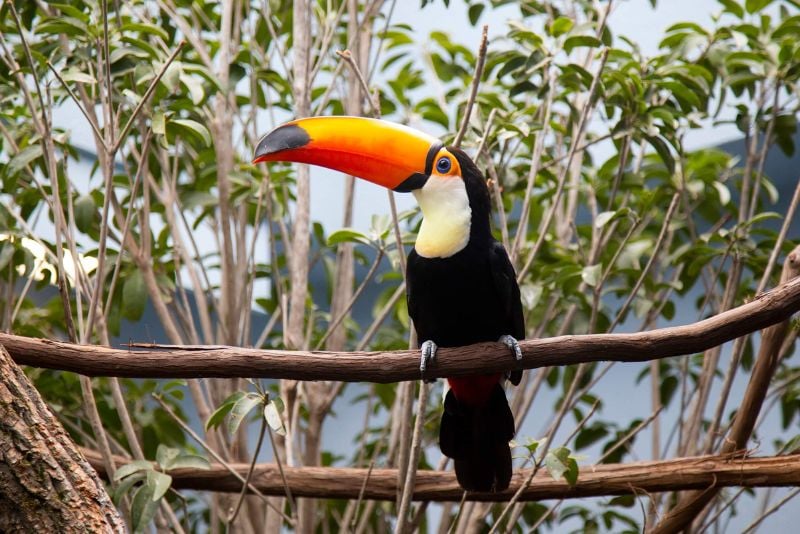 National Aviary, Pittsburgh