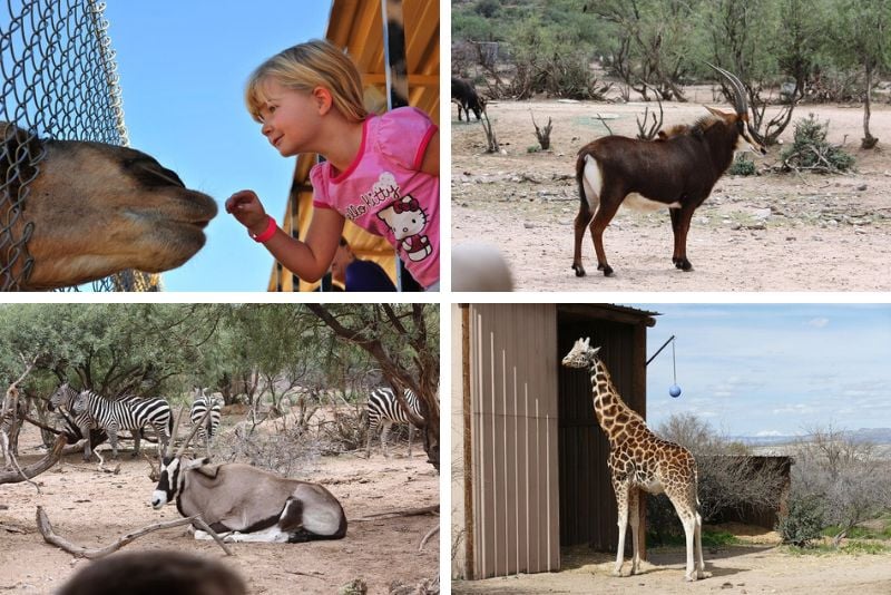 Out of Africa Wildlife Park, Sedona