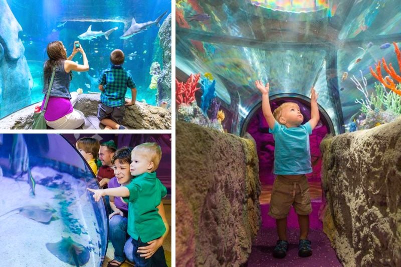 SEA LIFE Aquarium, Kansas City