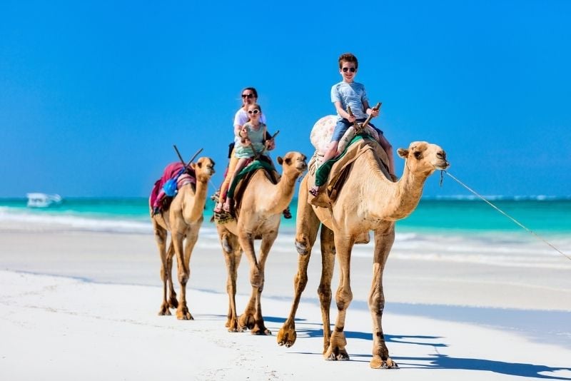 paseo en camello en playa del carmen