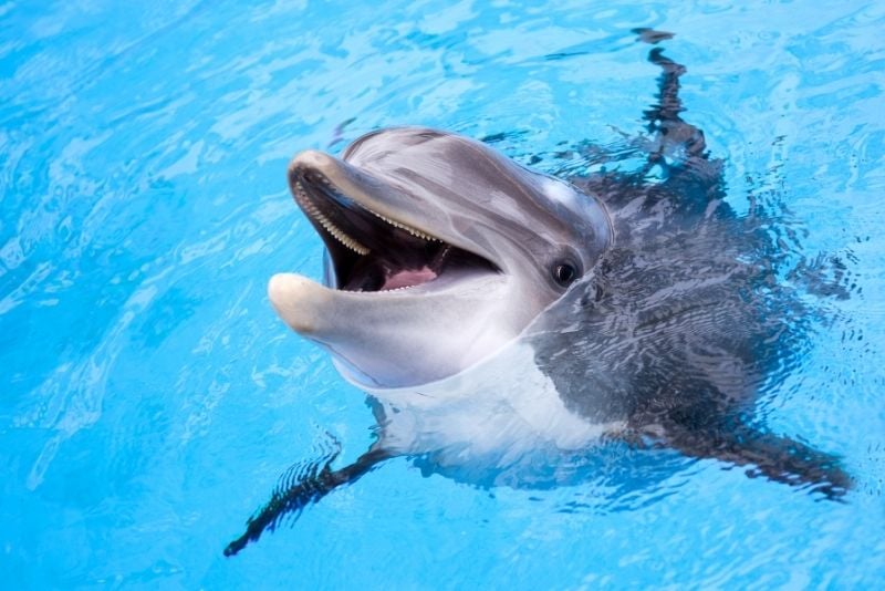 encuentro con delfines en Tulum