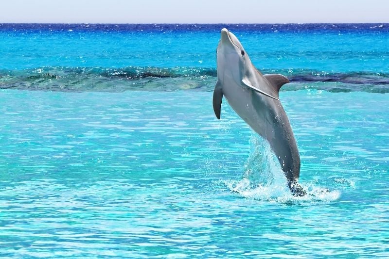 dolphin watching in Cabo San Lucas