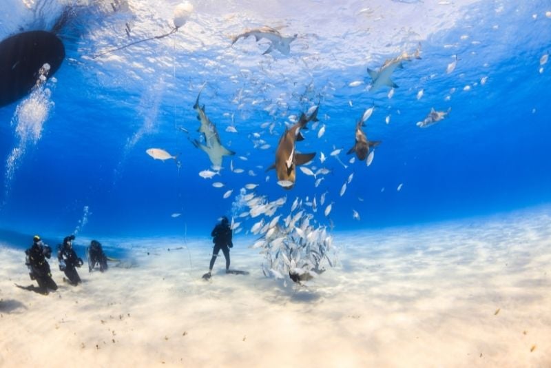 shark diving, The Bahamas