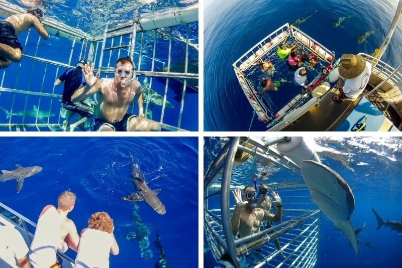 shark diving in Honolulu, Oahu