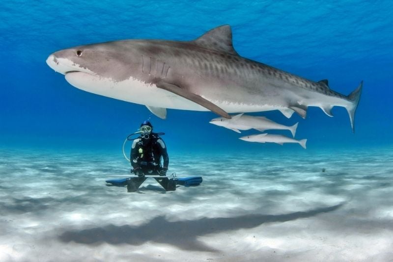 immersioni con gli squali a Playa del Carmen