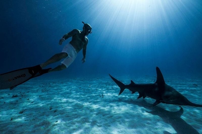 shark diving in The Bahamas