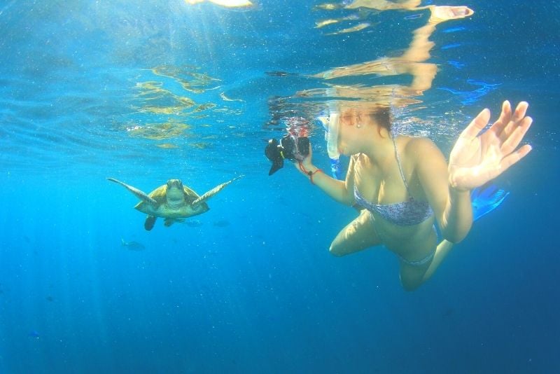 snorkel con tortugas marinas en Playa del Carmen