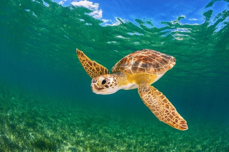 swim with turtles in The Bahamas
