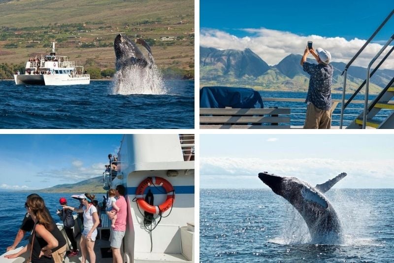 whale watching in Honolulu, Oahu