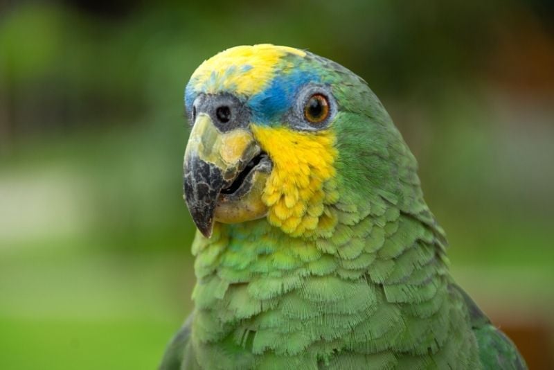 Bubali Bird Sanctuary, Aruba