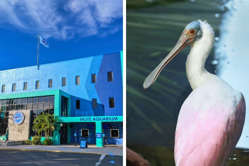 Mote Marine Laboratory & Aquarium in Sarasota