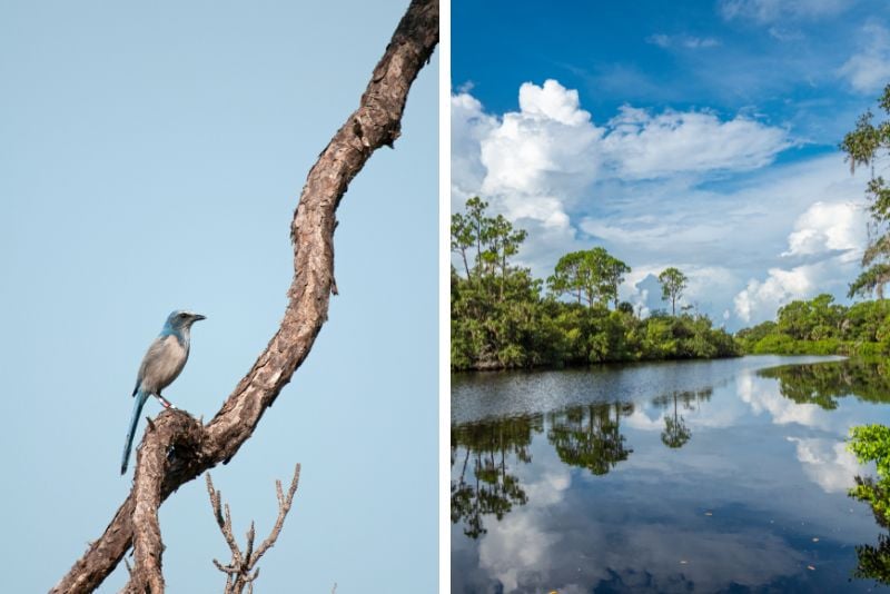 Oscar Scherer State Park in Sarasota