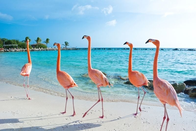 Renaissance Island & Flamingo Beach in Aruba