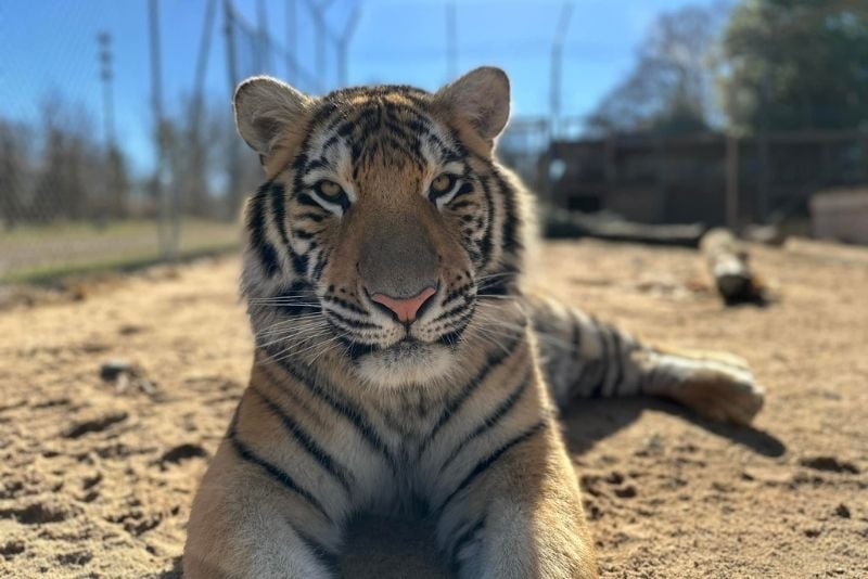 Tiger World, Charlotte